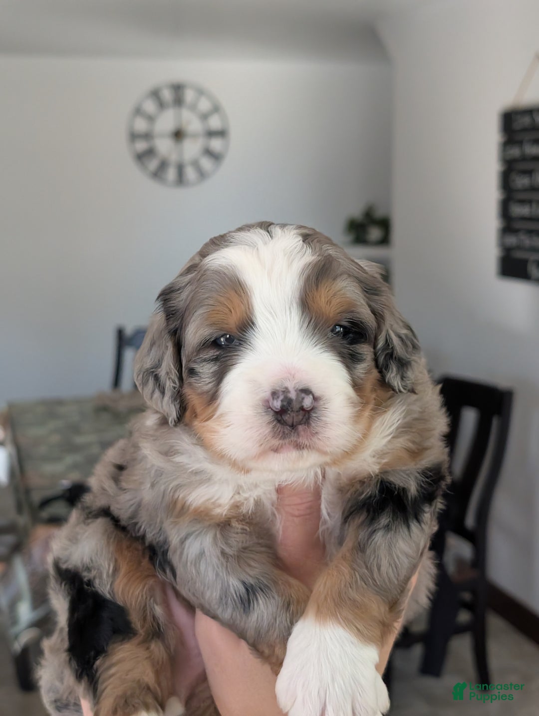 Mini Bernedoodle dogs for sale: Mini Baker  - Ad 3