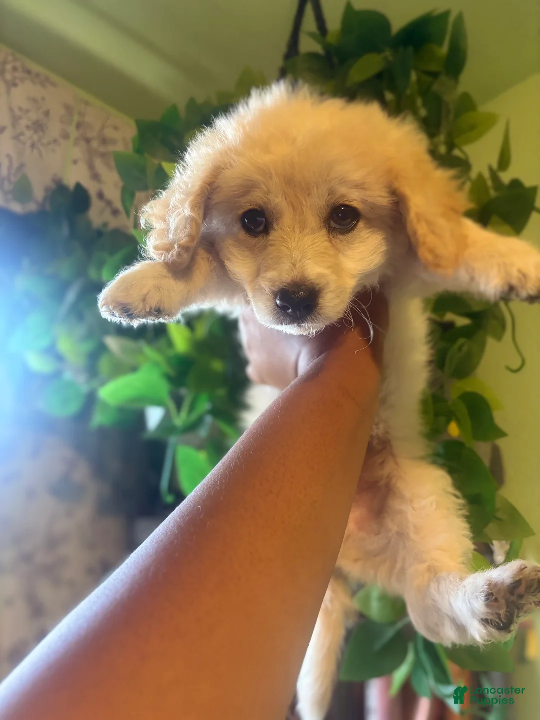 Maltipoo dogs for sale: Kona - Ad 2