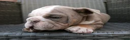 English Bulldog dogs for sale: Brody  - Ad 9