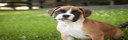 Boxer dogs for sale: Tracker - Ad 4