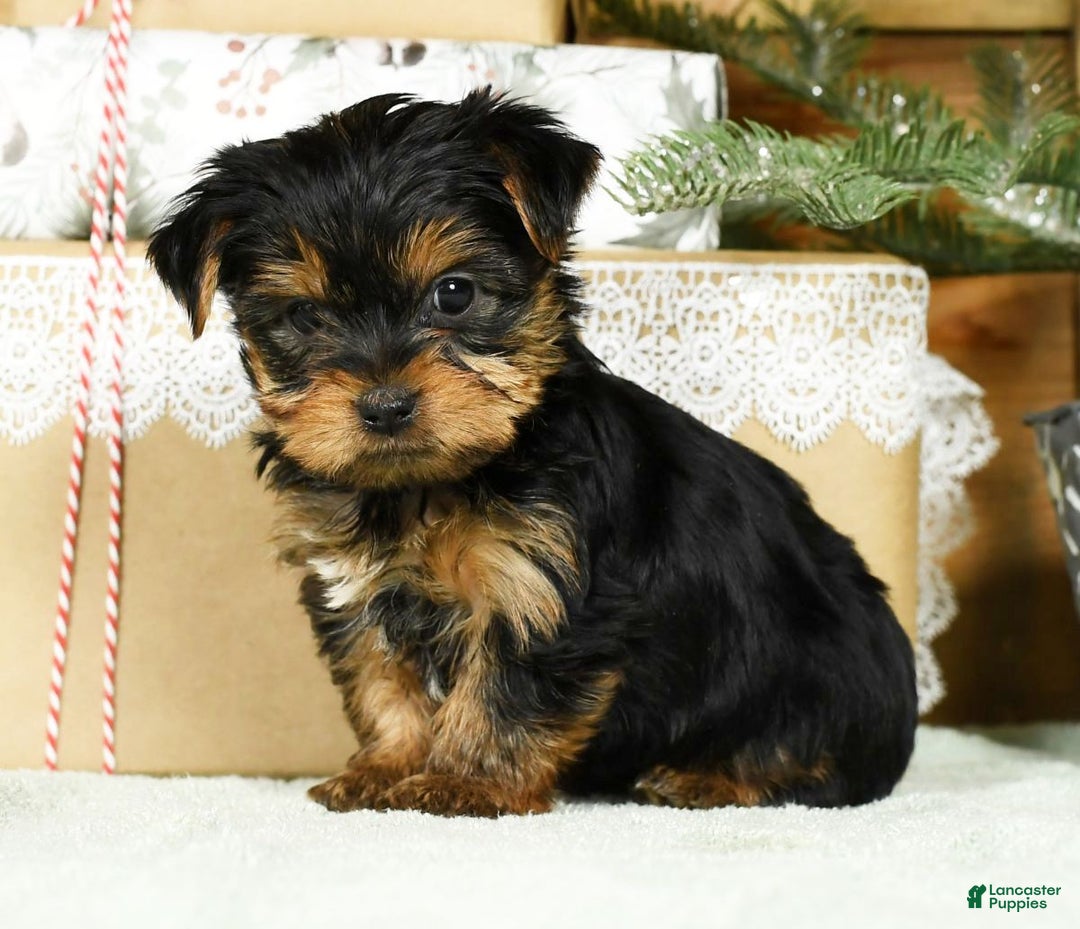 Yorkshire Terrier dogs for sale: Benny - Ad 2