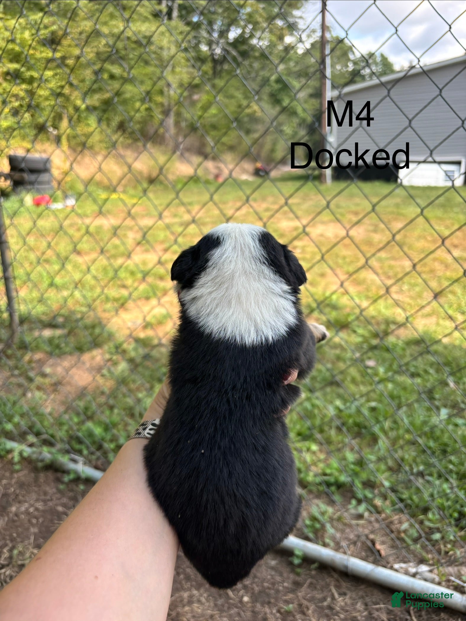 Mixed Breed dogs Mixed Breed 4 - Ad 2