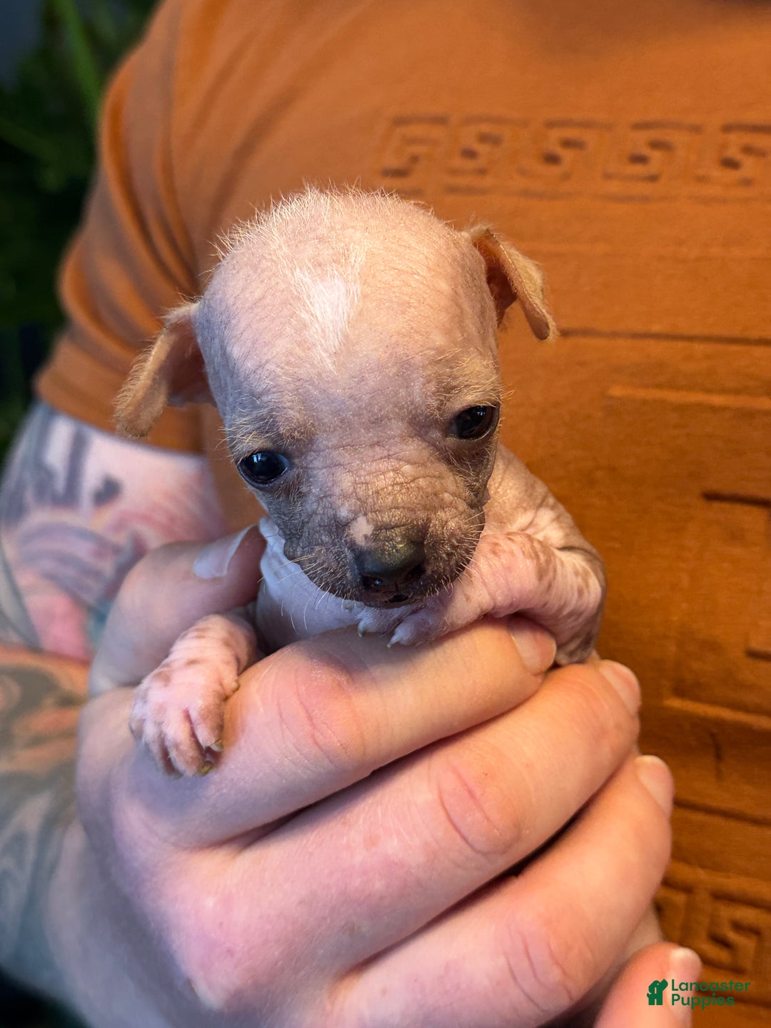 Mixed Breed dogs for sale: Princess  - Ad 9