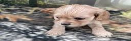 Cockalier dogs for sale: Cockalier 2 - Ad 2