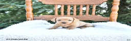 Miniature Dachshund dogs for sale: Kylie - Ad 4