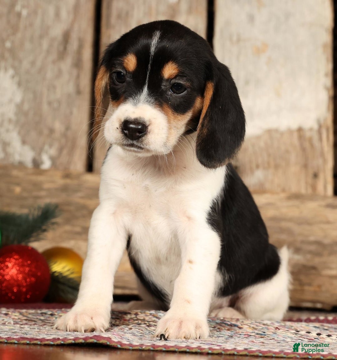 Beagle dogs for sale: Jingle Bells - Ad 4