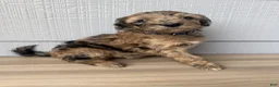 Aussiedoodle dogs for sale: Theo - Ad 4