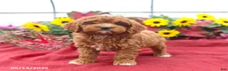 Cockapoo dogs for sale: Hero - Ad 3