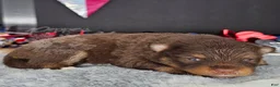 Pomeranian dogs for sale: Pepper's ABC - "Doremi" - Ad 4