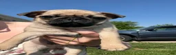 Pug dogs for sale: Baked bean  - Ad 2
