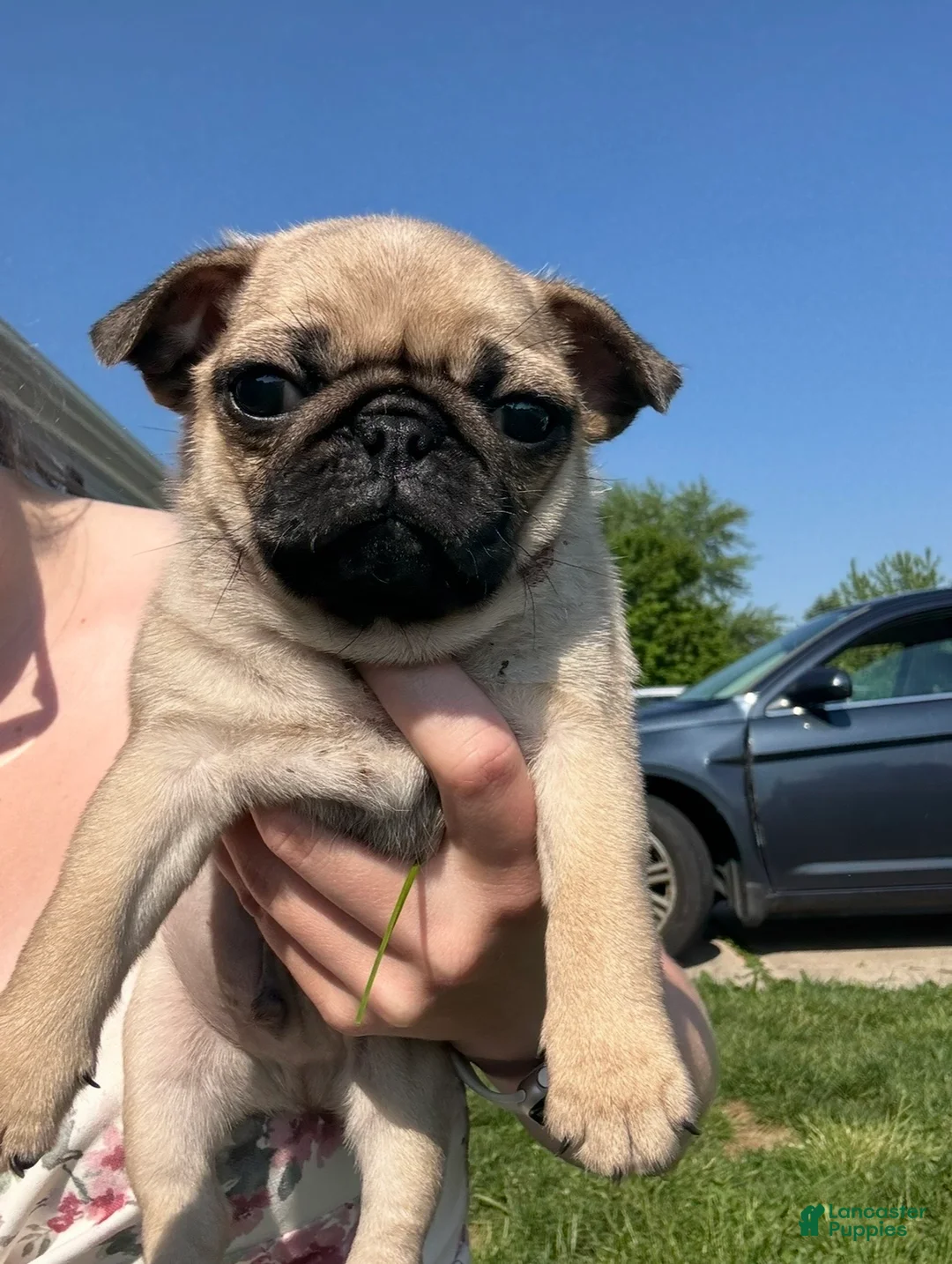 Pug dogs for sale: Baked bean  - Ad 2