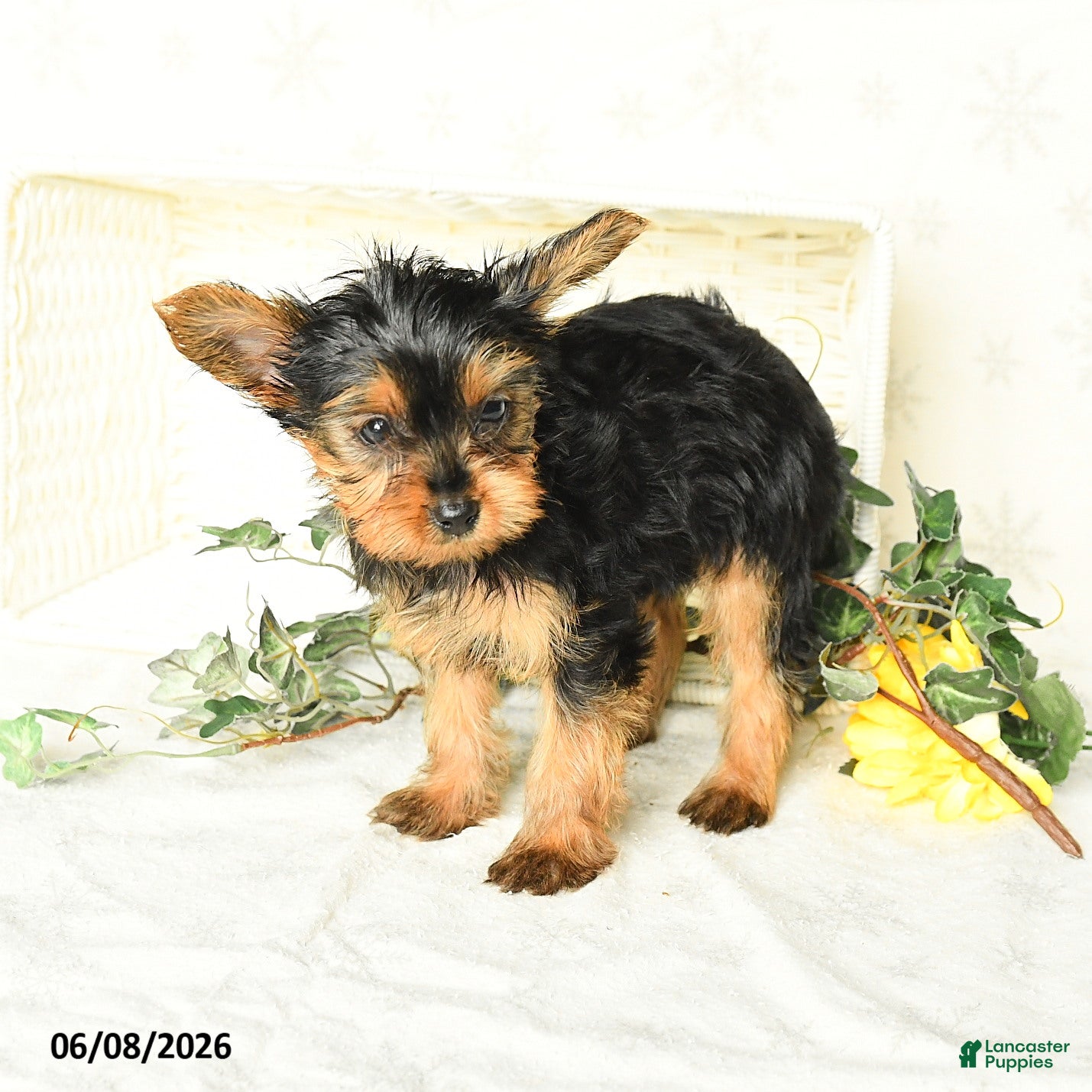 Yorkshire Terrier dogs Patrick - Ad 2