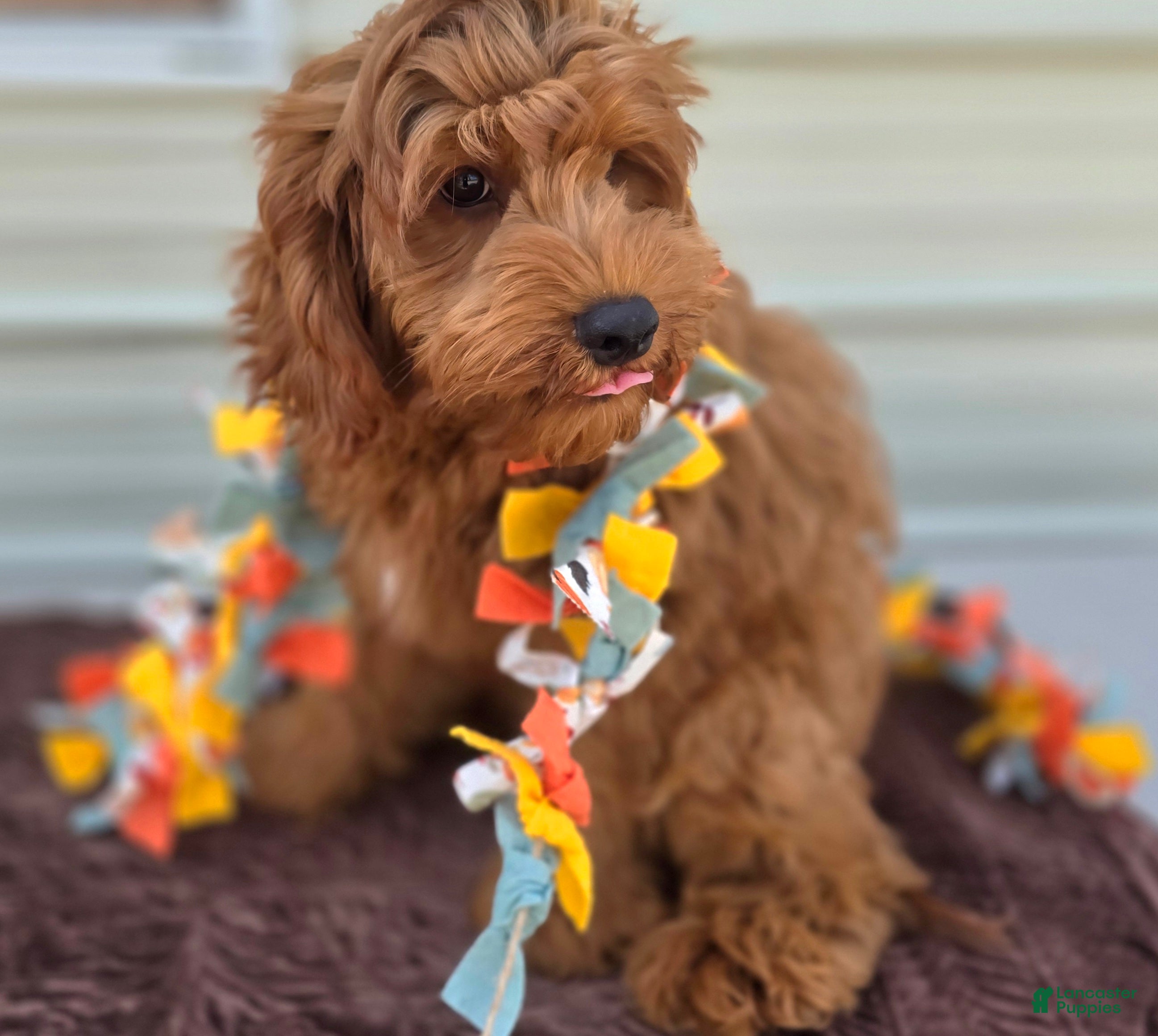 Cockapoo dogs Milan - Ad 41
