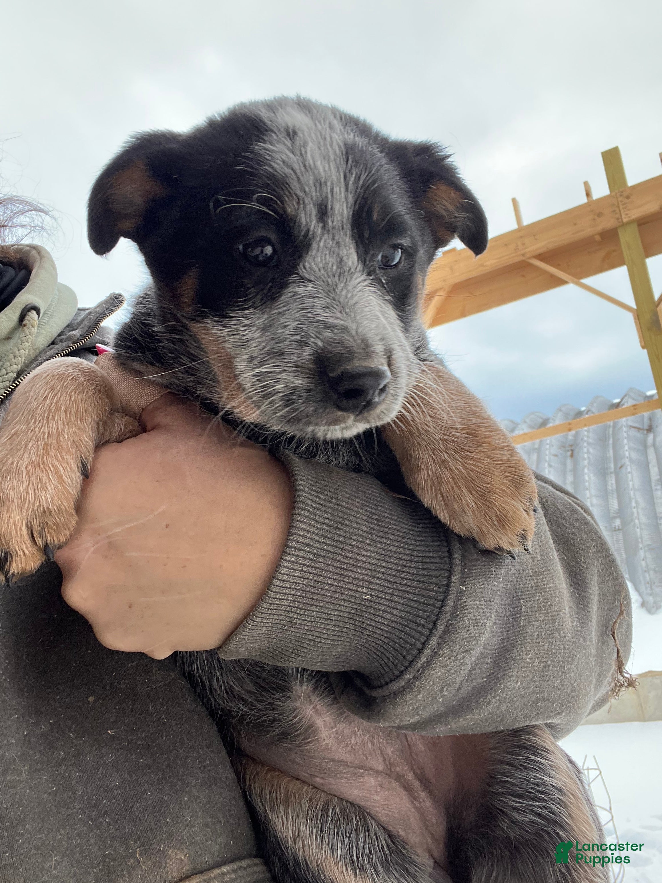 Australian Cattle Dog dogs Molly - Ad 40