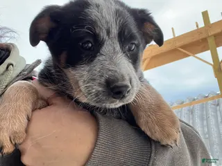 Australian Cattle Dog dogs Molly - Ad 40