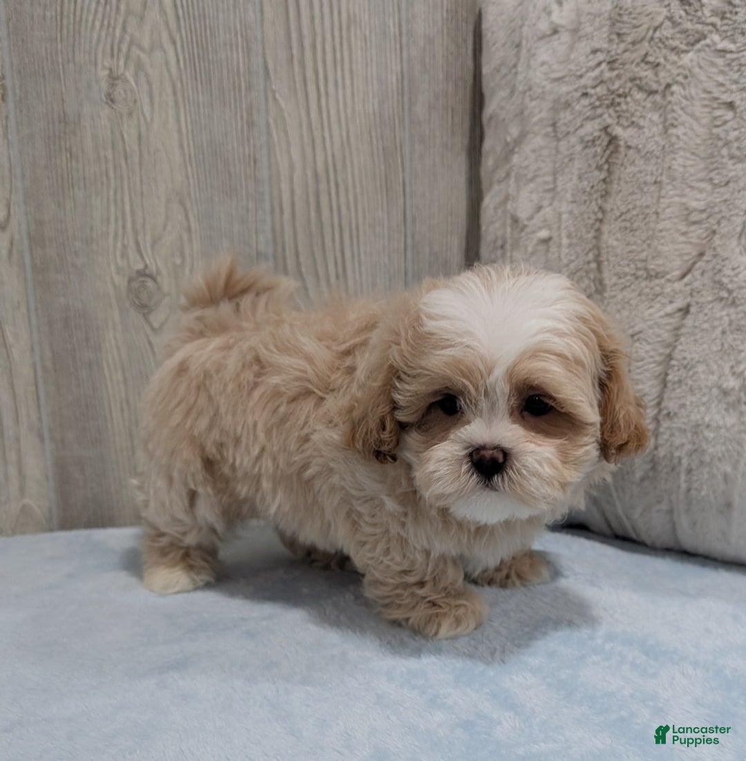 Shihpoo dogs for sale: Blake - Ad 3
