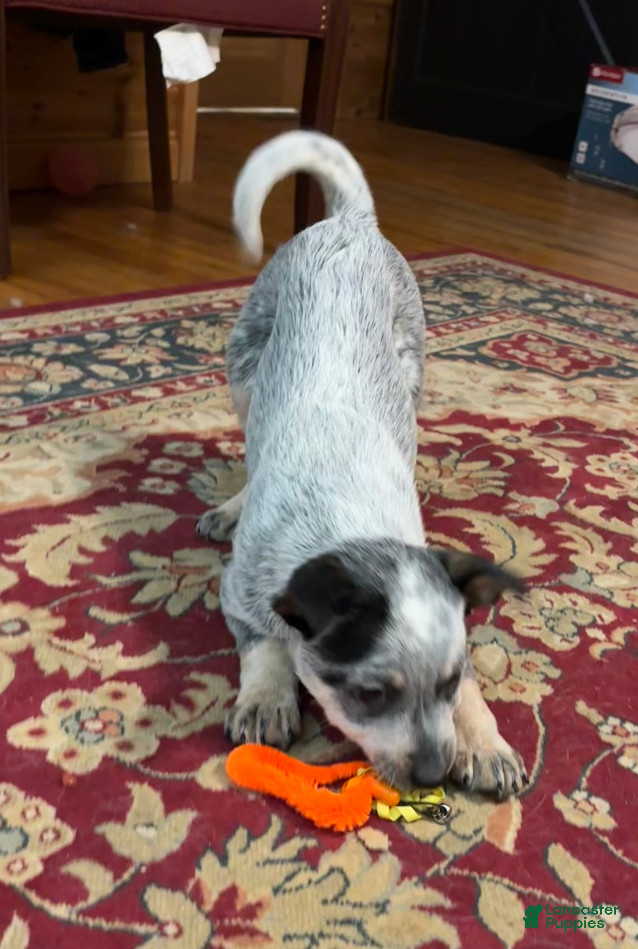 Australian Cattle Dog dogs Fancy - Ad 3