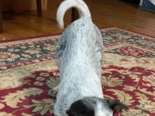 Australian Cattle Dog dogs Fancy - Ad 3