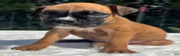 Boxer dogs for sale: Austin - Ad 8