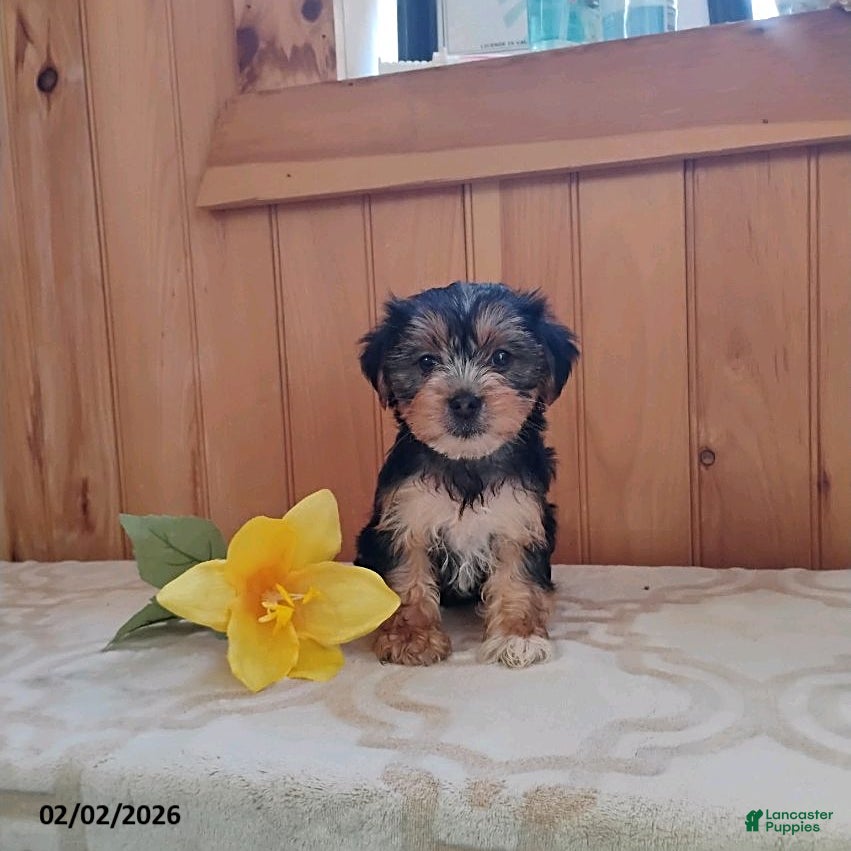 Yorkshire Terrier dogs Amber - Ad 38