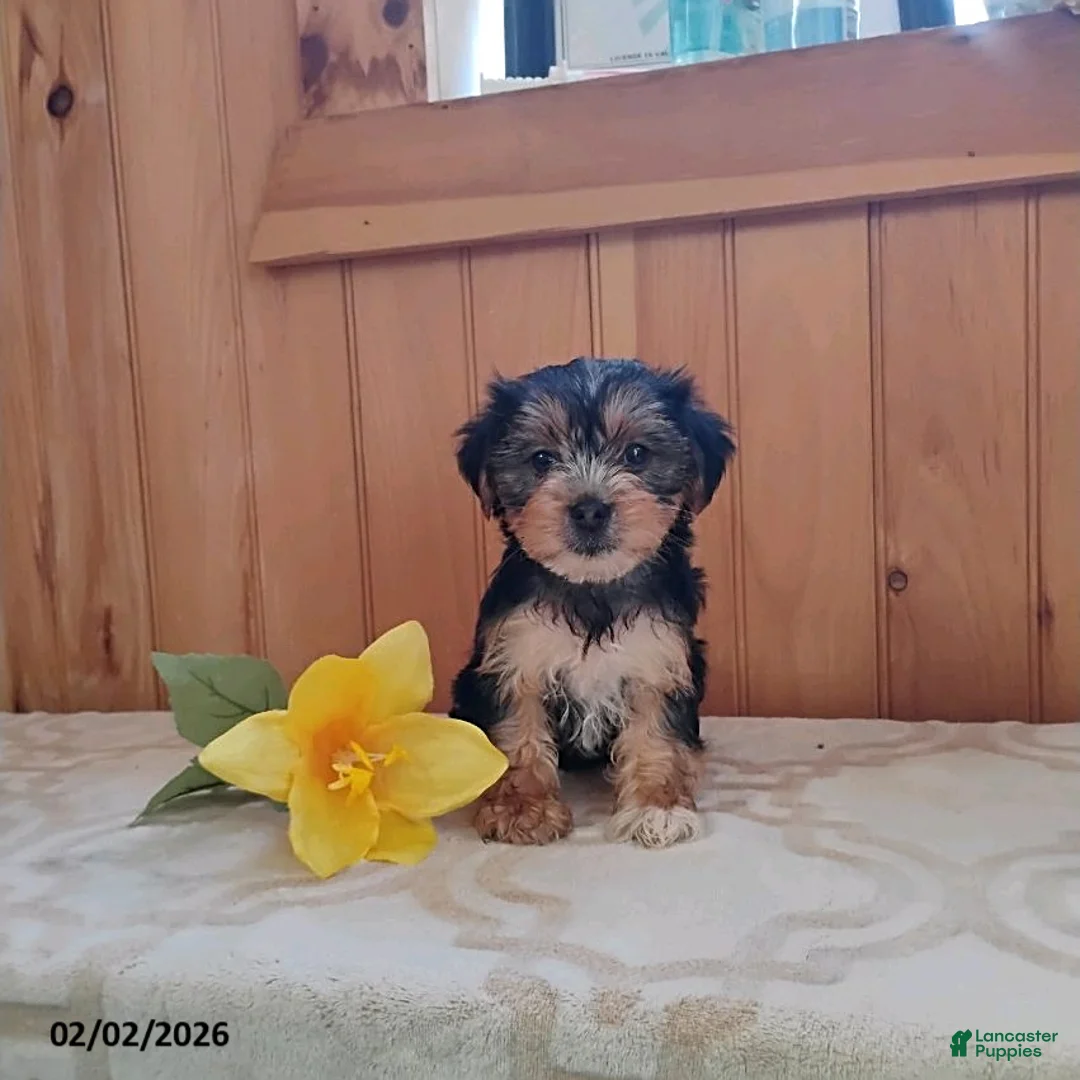 Yorkshire Terrier dogs for sale: Amber - Ad 1