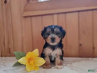 Yorkshire Terrier dogs Amber - Ad 4