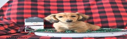 Miniature Dachshund dogs for sale: Clifford - Ad 1