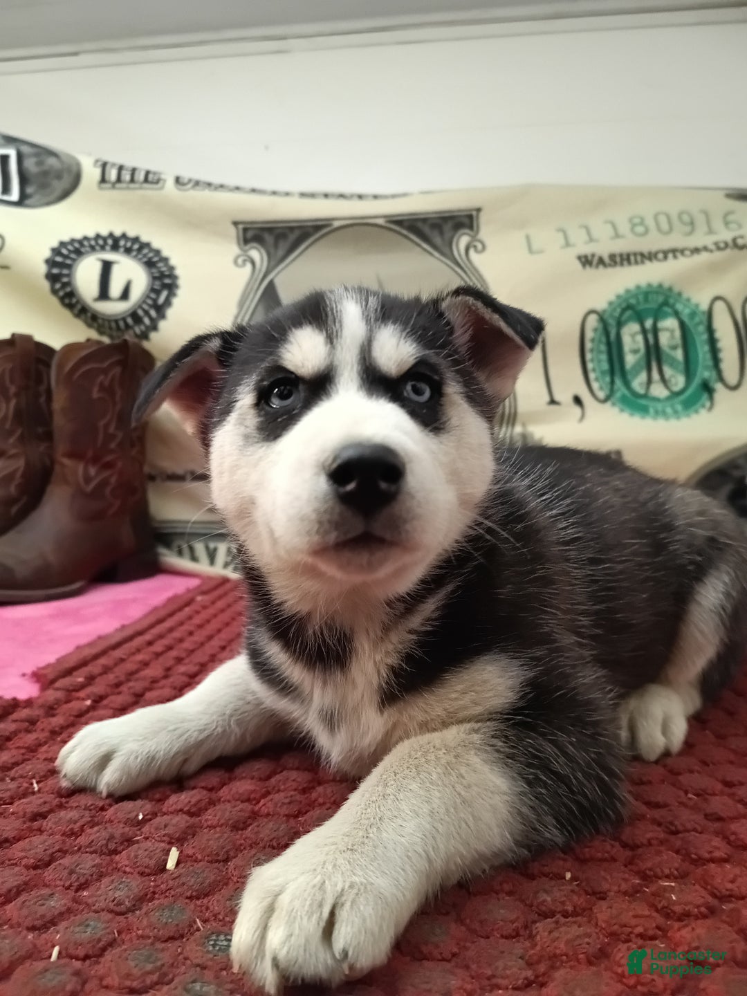 Siberian Husky dogs for sale: Andy  - Ad 4