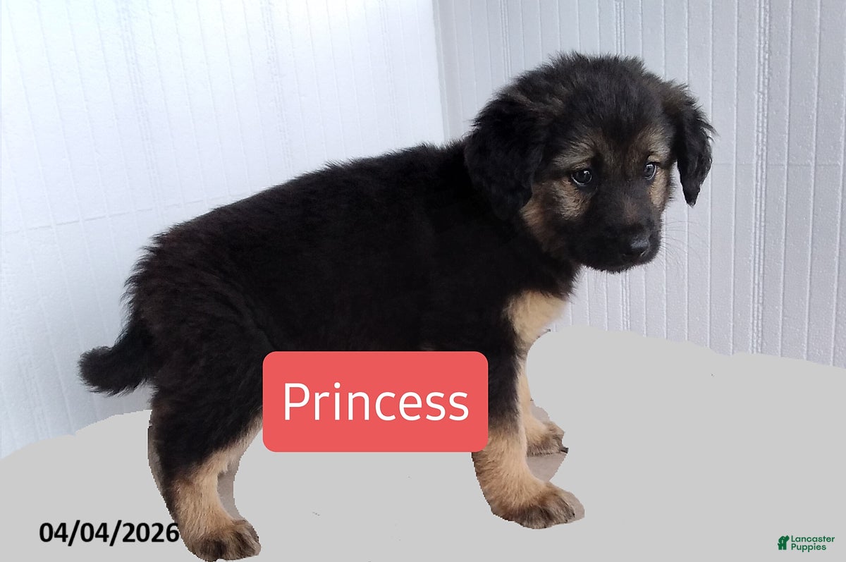 Mixed Breed dogs Princess - Ad 1