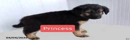 Mixed Breed dogs for sale: Princess - Ad 2