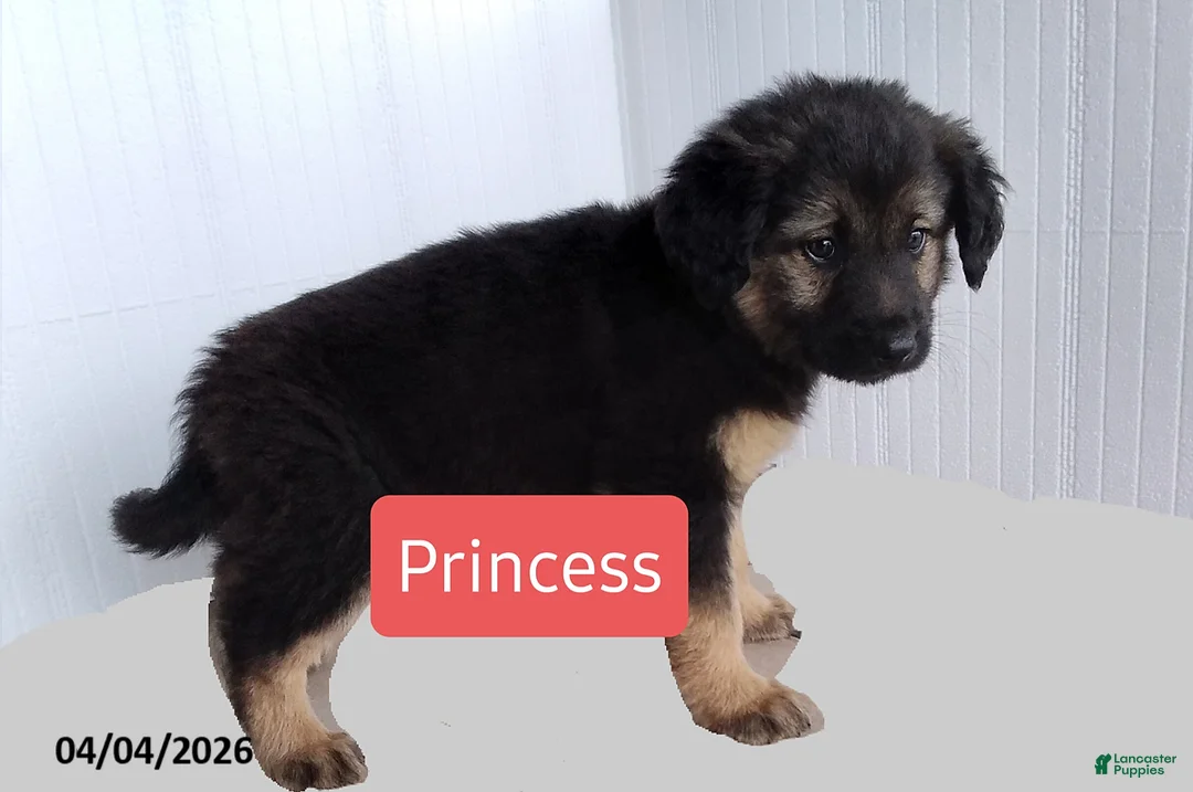 Mixed Breed dogs for sale: Princess - Ad 2
