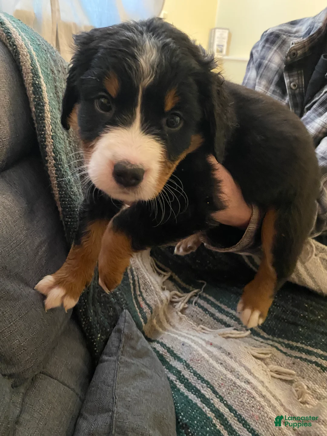 Bernedoodle dogs for sale: Bernedoodle Puppy 9 - Ad 6