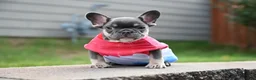 French Bulldog dogs for sale: French Bulldog 2 - Ad 8