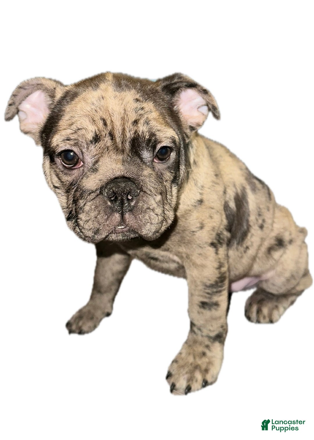 French Bulldog dogs for sale: Jonithin - Ad 2