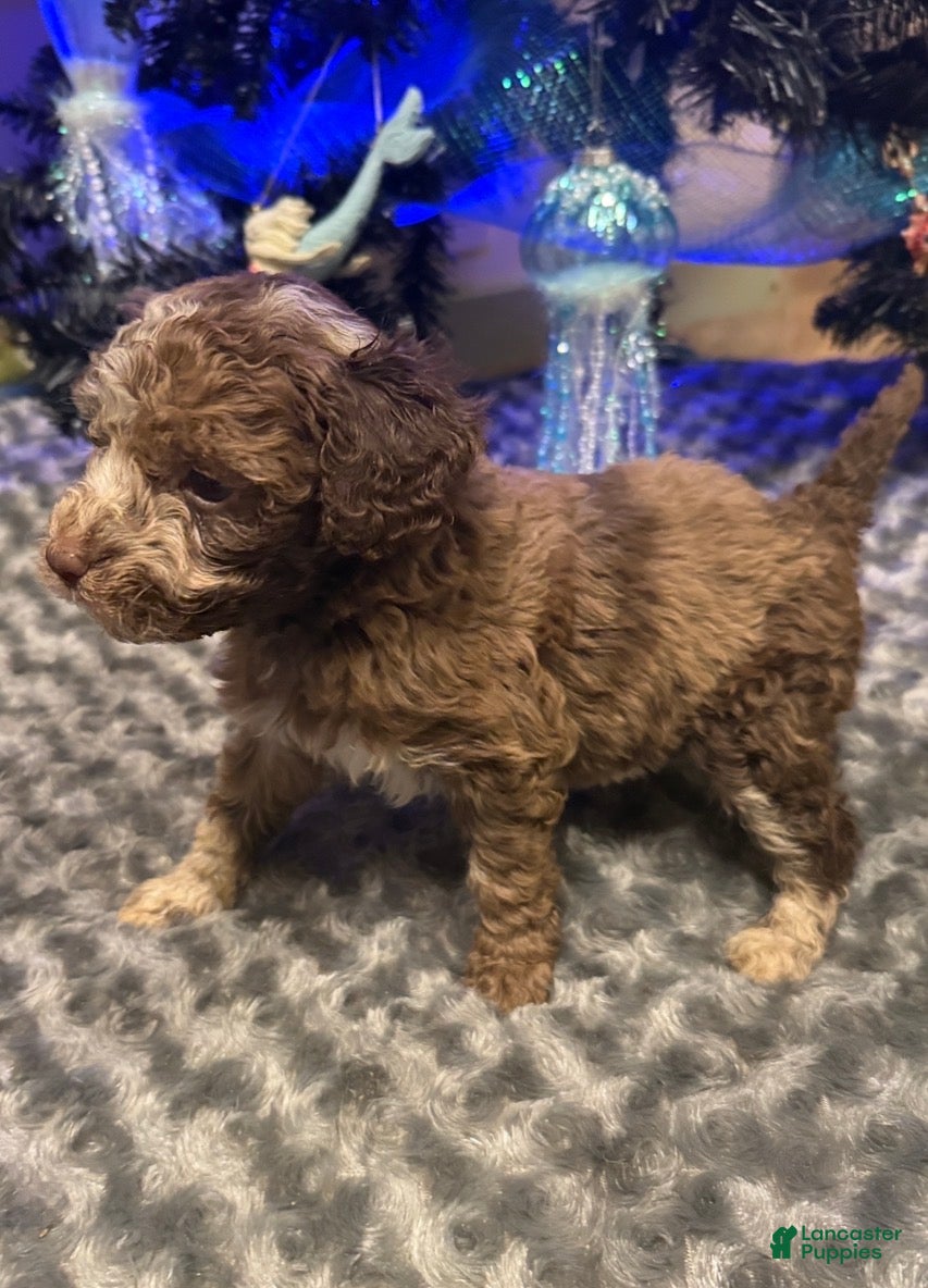 Labradoodle dogs Labradoodle Puppy 6 - Ad 1