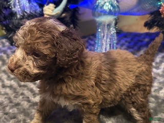 Labradoodle dogs Labradoodle Puppy 6 - Ad 39