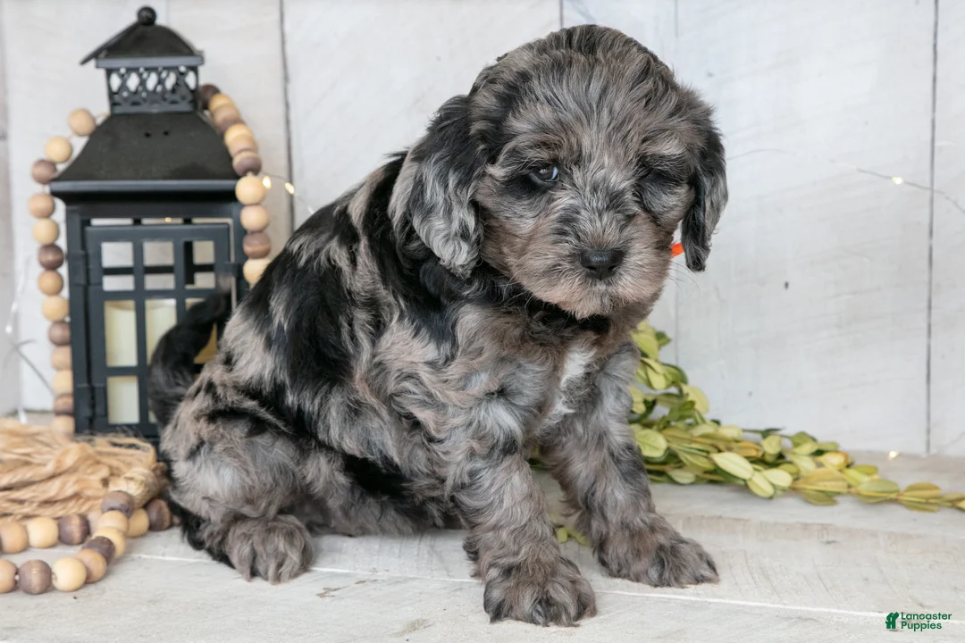 Miniature Labradoodle dogs for sale: Callie - Ad 2