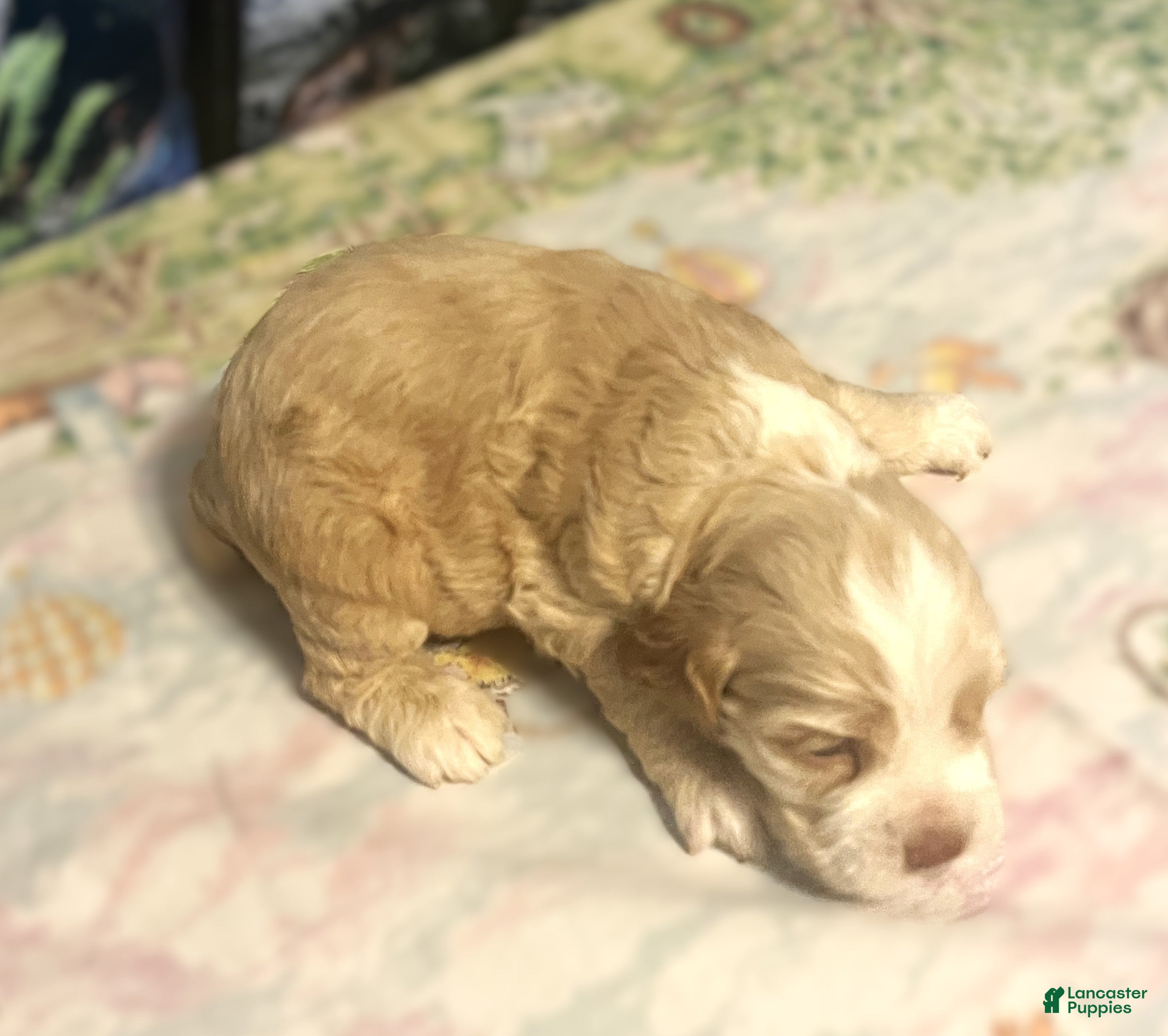 Cocker Spaniel dogs Cocker Spaniel Puppy 1 Buddy - Ad 2