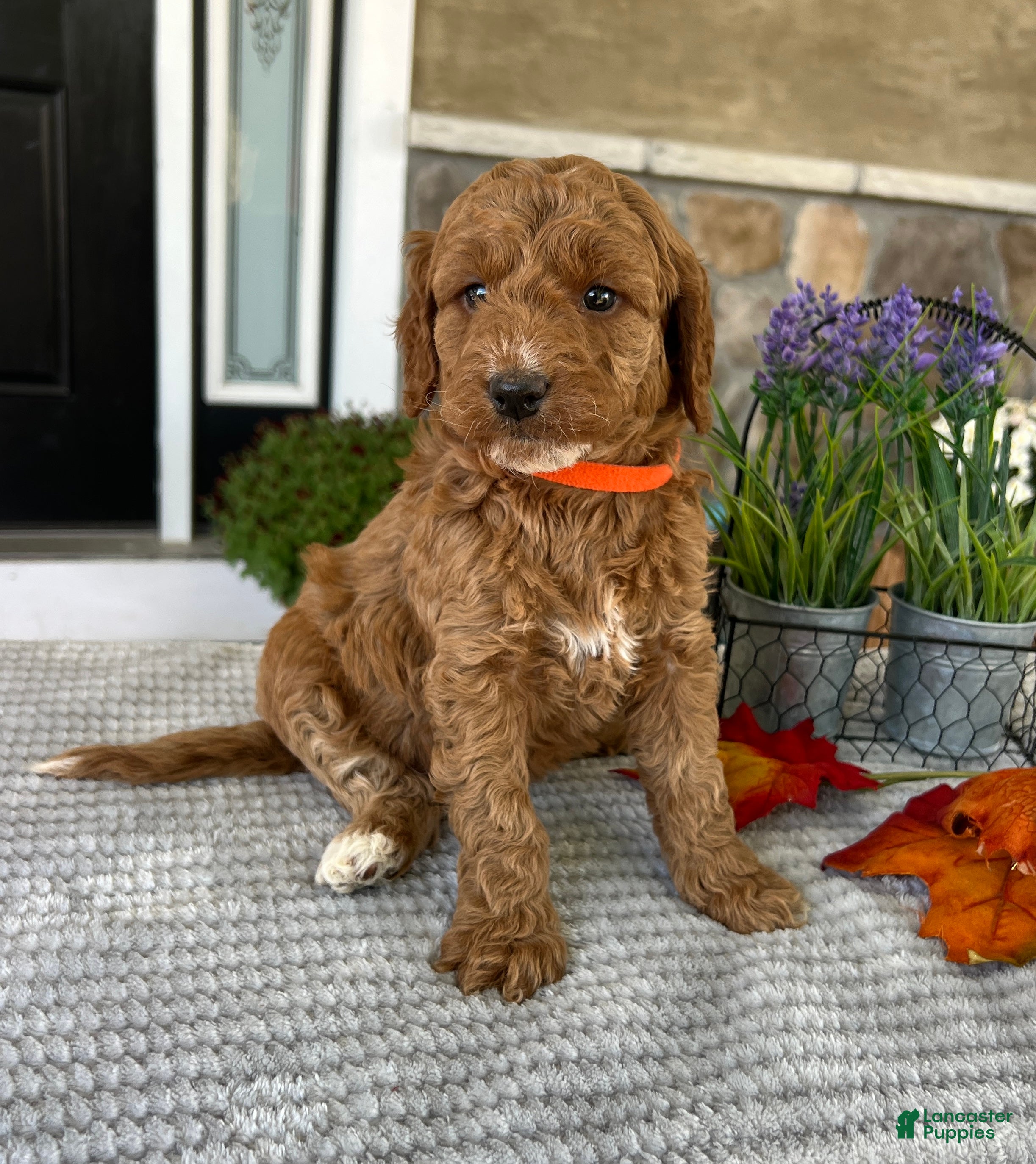 Goldendoodle dogs Luna - Ad 2