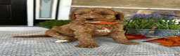 Goldendoodle dogs for sale: Luna - Ad 2