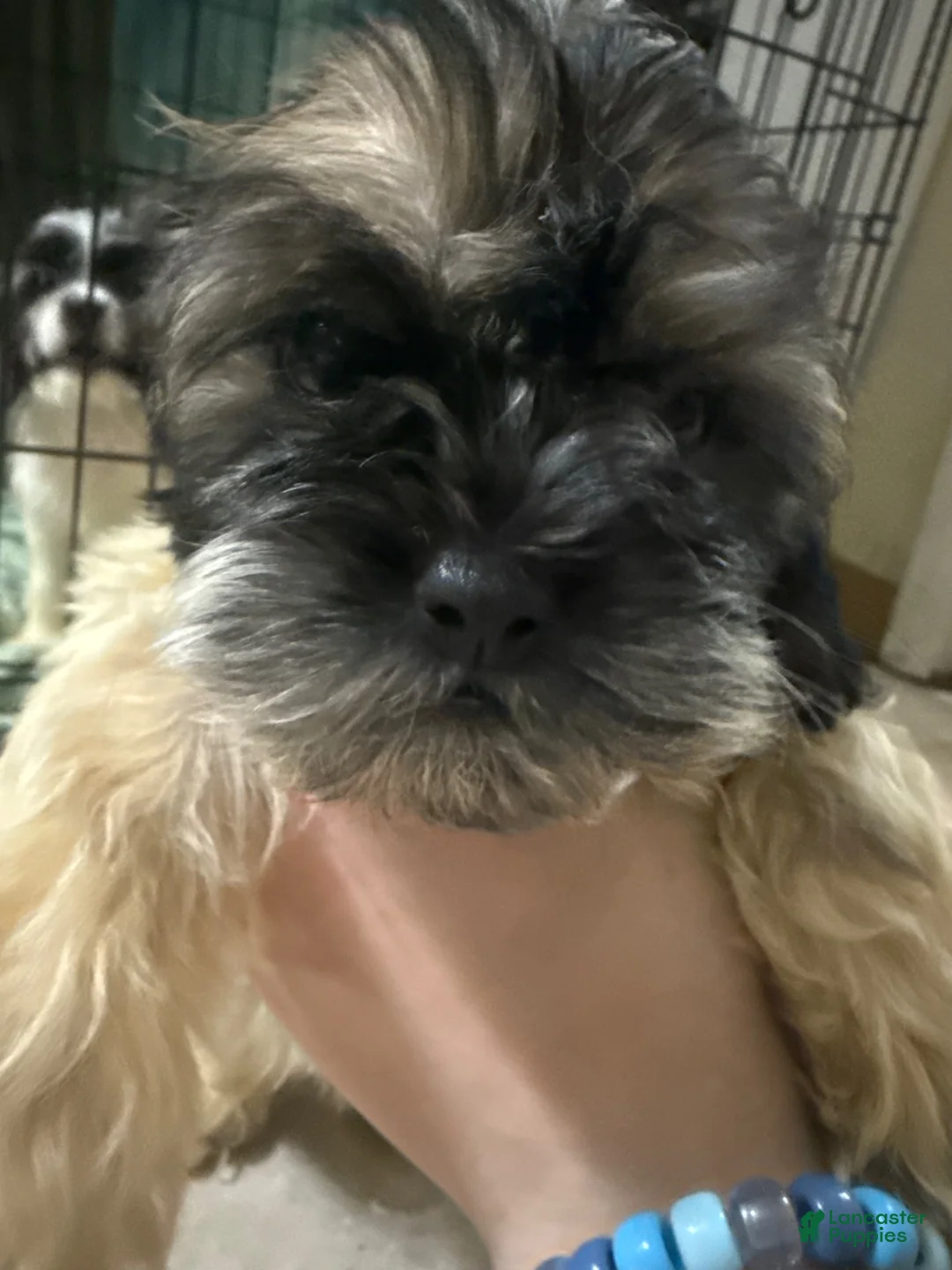Mixed Breed dogs for sale: Mixed Breed 1 - Ad 1