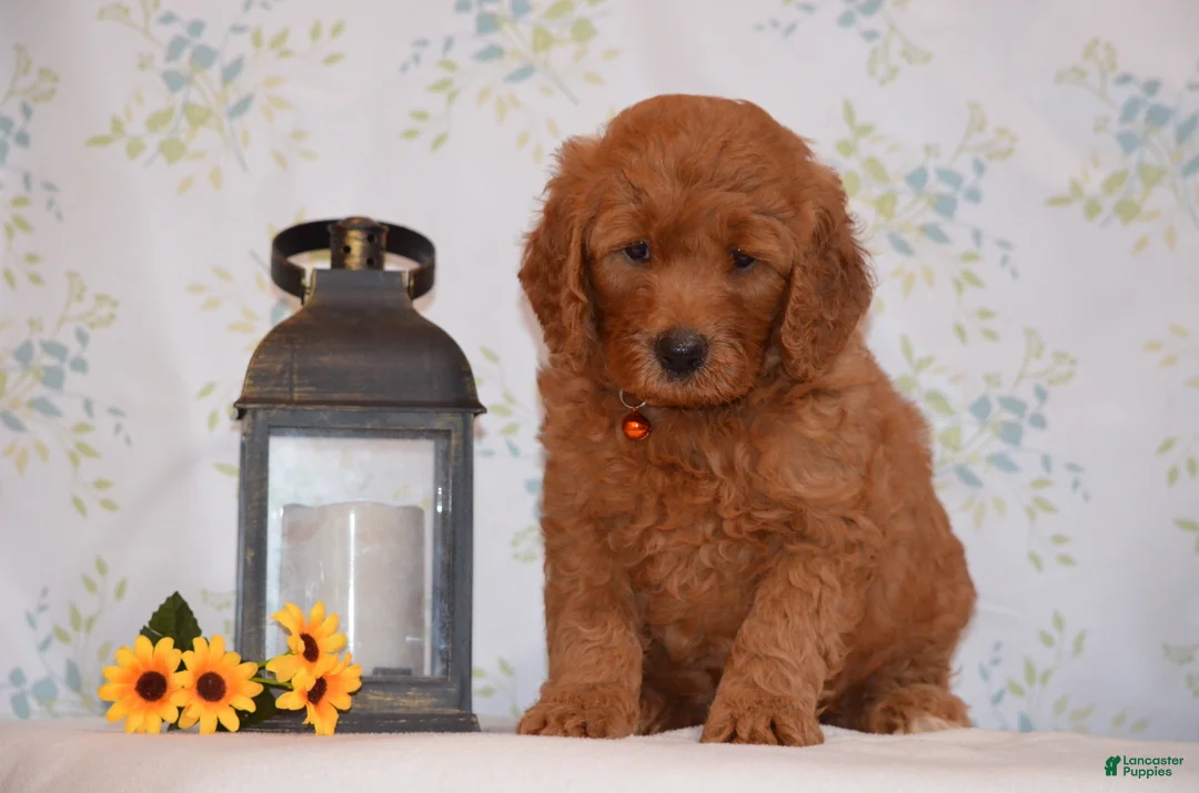 Mini Goldendoodle dogs for sale: Alan  - Ad 1