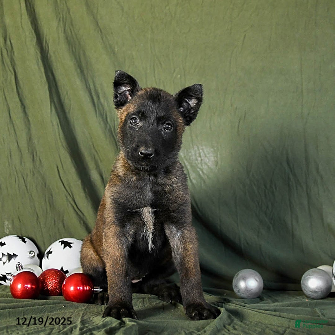 Belgian Malinois dogs for sale: Opal - Ad 1