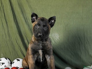 Belgian Malinois dogs Opal - Ad 1