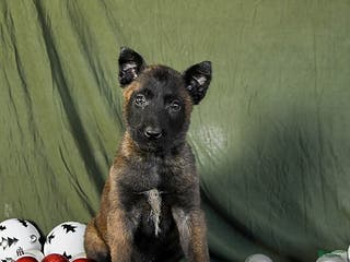 Belgian Malinois dogs Opal - Ad 18