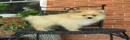 Pomeranian dogs for sale: Garfield - Ad 3