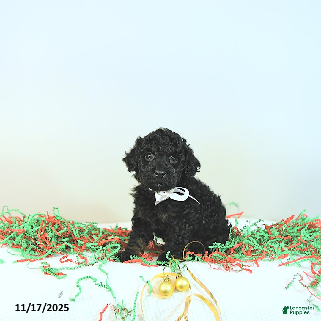 Miniature Poodle dogs for sale: Alvin - Ad 6