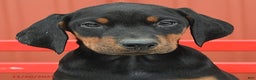 Doberman Pinscher dogs for sale: Harmony - Ad 10