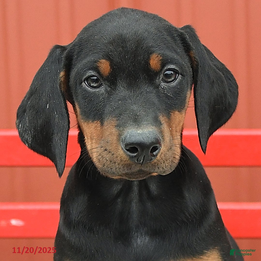 Doberman Pinscher dogs for sale: Harmony - Ad 10