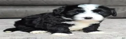 Mini Bernedoodle dogs for sale: Mini Boots - Ad 1